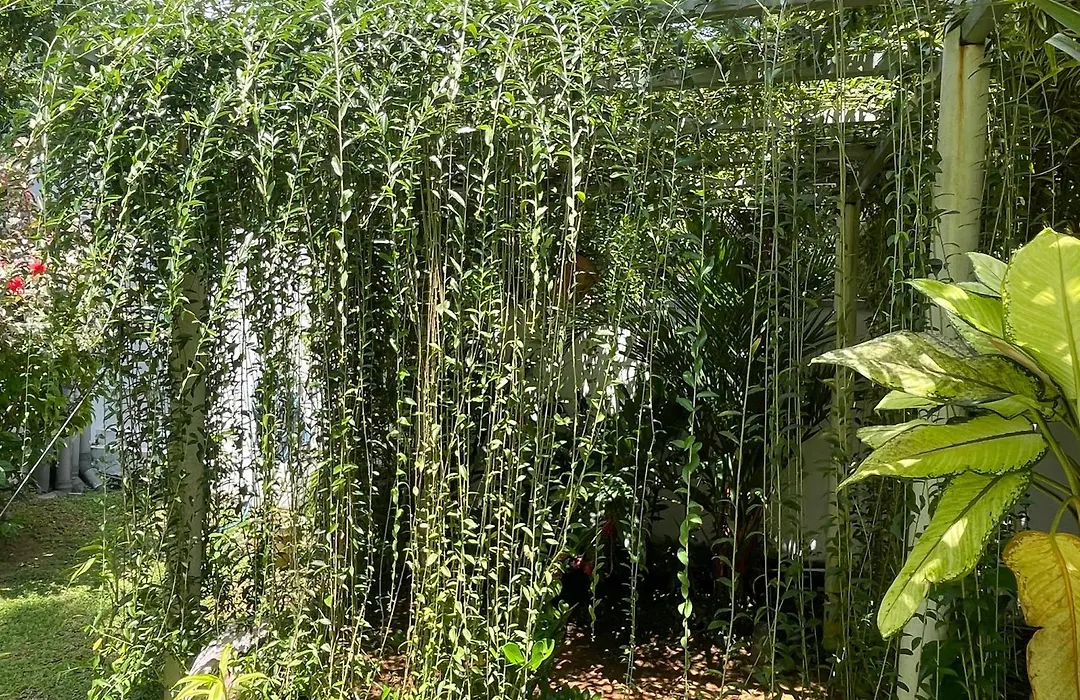 Plantation House-1