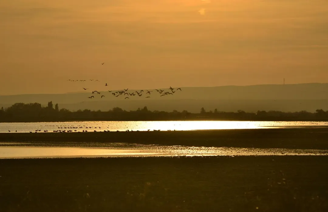 Pannonia Tower-1