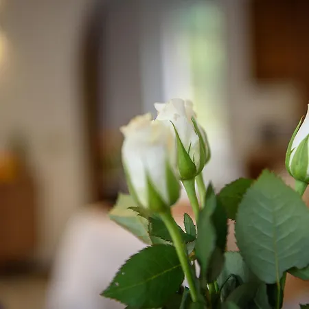Bed And Breakfast Sweet Home-2
